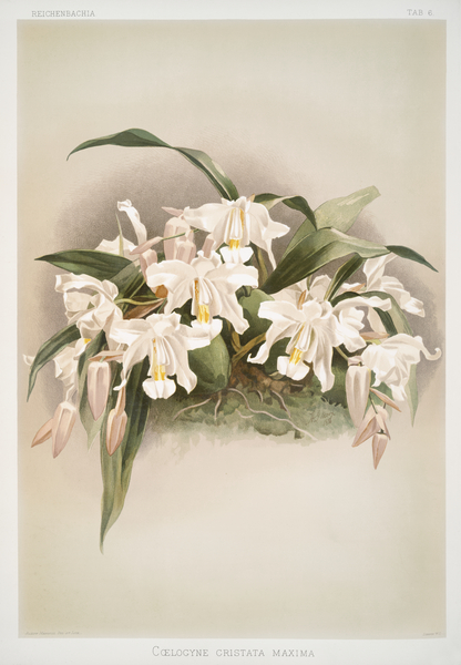 Coelogyne cristata maxima from Reichenbachia Orchids 1888-1894 illustrated by Frederick Sander 1847-1920.  by IStockHistory com