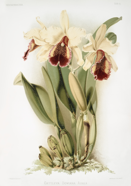 Cattleya dowiana aurea from Reichenbachia Orchids 1888-1894 by Frederick Sander 1847-1920.  by IStockHistory com