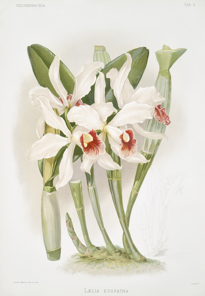 Laelia euspatha from Reichenbachia Orchids 1888-1894 illustrated by Frederick Sander 1847-1920.  by IStockHistory com