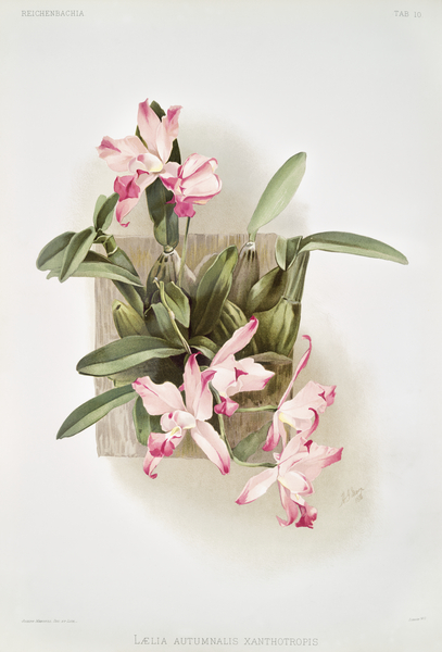 Laelia autumnalis xanthotropis from Reichenbachia Orchids 1888-1894 illustrated by Frederick Sander 1847-1920.  by IStockHistory com