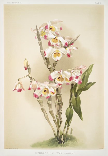 Dendrobium wardianum from Reichenbachia Orchids 1888-1894 illustrated by Frederick Sander 1847-1920.  by IStockHistory com