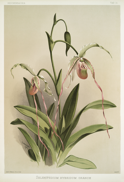Selenipedium hybridum grande from Reichenbachia Orchids 1888-1894 illustrated by Frederick Sander 1847-1920.  by IStockHistory com
