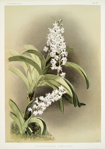 Saccolabium cœleste from Reichenbachia Orchids 1888-1894 illustrated by Frederick Sander 1847-1920.  by IStockHistory com