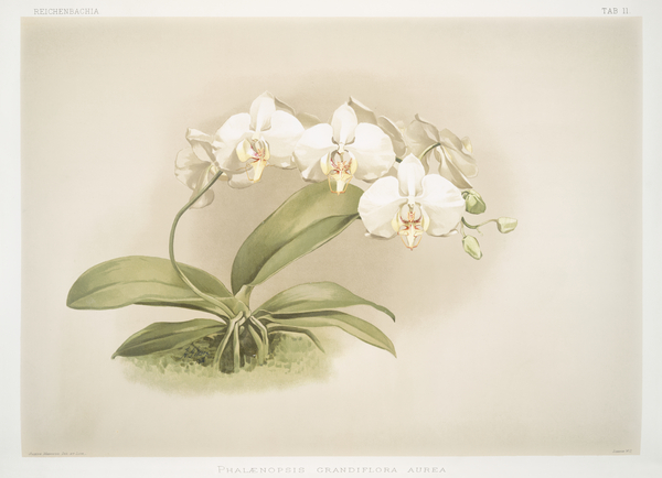 Phalaenopsis grandiflora aurea from Reichenbachia Orchids 1888-1894 illustrated by Frederick Sander 1847-1920.  by IStockHistory com