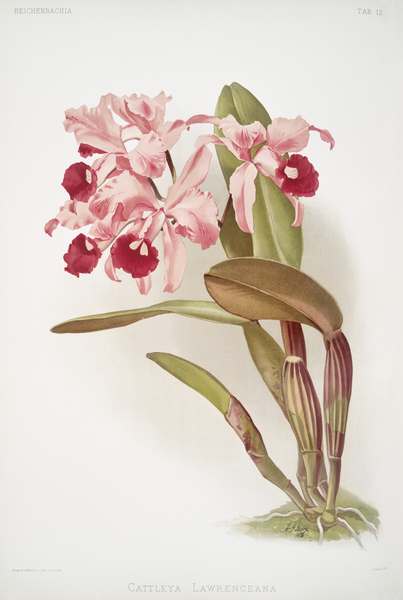 Cattleya lawrenceana from Reichenbachia Orchids 1888-1894 illustrated by Frederick Sander 1847-1920.  by IStockHistory com