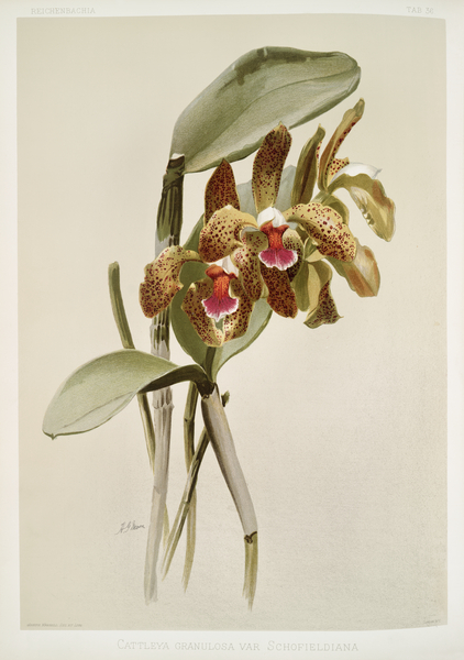 Cattleya granulosa var schofieldiana from Reichenbachia Orchids 1888-1894 illustrated by Frederick Sander 1847-1920.  by IStockHistory com