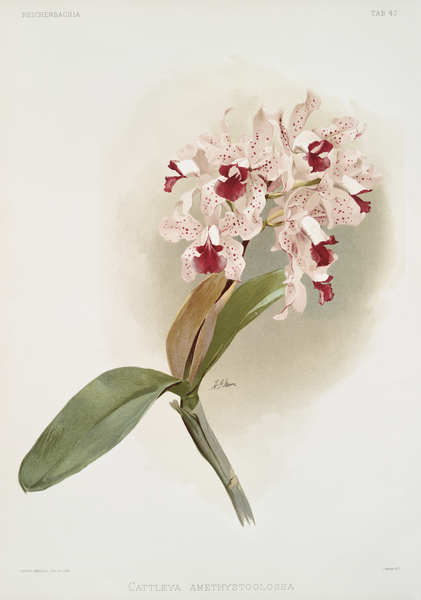 Cattleya amethystoglossa from Reichenbachia Orchids 1888-1894 illustrated by Frederick Sander 1847-1920.  by IStockHistory com