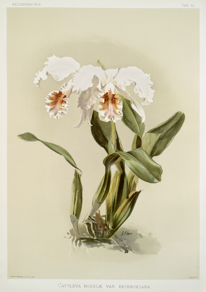 Cattleya mossiæ var reineckiana from Reichenbachia Orchids 1888-1894 illustrated by Frederick Sander 1847-1920.  by IStockHistory com