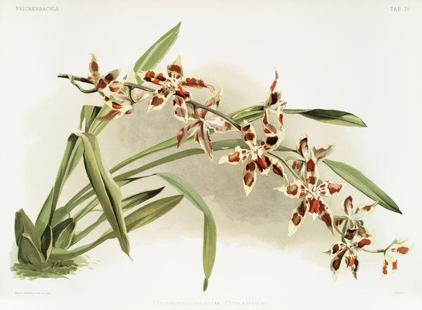 Odontoglossum coradinei from Reichenbachia Orchids 1888-1894 illustrated by Frederick Sander 1847-1920.  by IStockHistory com