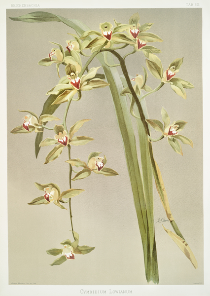 Cymbidium lowianum from Reichenbachia Orchids 1888-1894 illustrated by Frederick Sander 1847-1920.  by IStockHistory com