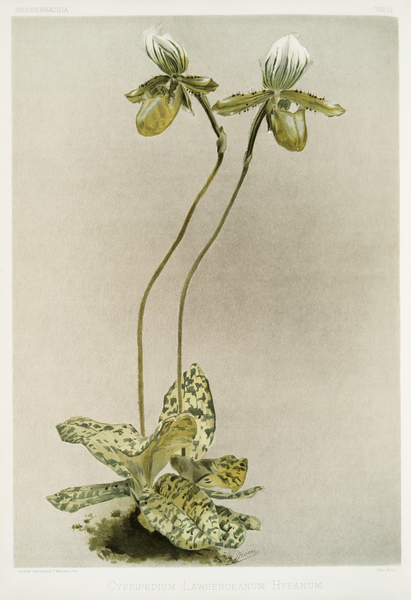 Cypripedium lawrenceanum hyeanum from Reichenbachia Orchids 1888-1894 illustrated by Frederick Sander 1847-1920.  by IStockHistory com