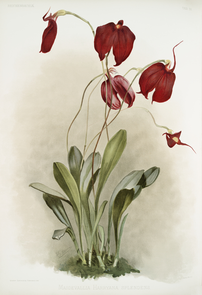 Masdevallia harryana splendens from Reichenbachia Orchids 1888-1894 illustrated by Frederick Sander 1847-1920.  by IStockHistory com