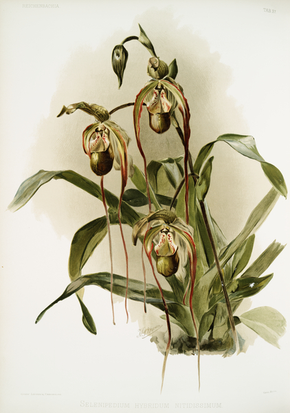 Selenipedium hybridum nitidissimum from Reichenbachia Orchids 1888-1894 illustrated by Frederick Sander 1847-1920.  by IStockHistory com