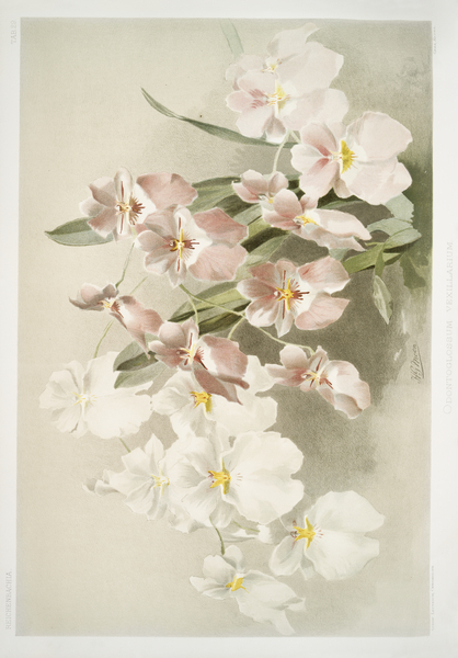 Odontoglossum vexillarium from Reichenbachia Orchids 1888-1894 illustrated by Frederick Sander 1847-1920.  by IStockHistory com