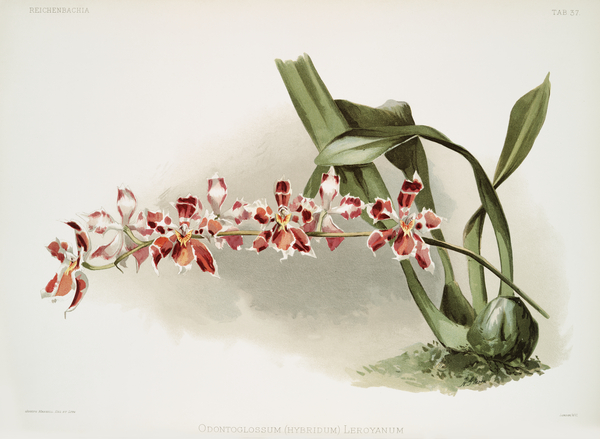 Odontoglossum hybridum leroyanum from Reichenbachia Orchids 1888-1894 illustrated by Frederick Sander 1847-1920.  by IStockHistory com