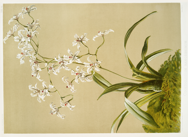 Odontoglossum ramosissimum from Reichenbachia Orchids 1888-1894 illustrated by Frederick Sander 1847-1920.  by IStockHistory com