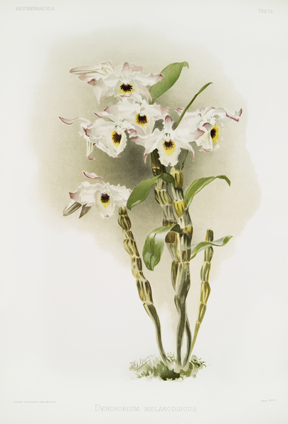 Dendrobium melanodiscus from Reichenbachia Orchids 1888-1894 illustrated by Frederick Sander 1847-1920.  by IStockHistory com
