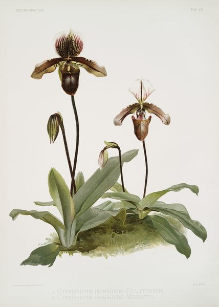 Cypripedium hybridum pollettianum Cypripedium hybridum maynardii from Reichenbachia Orchids 1888-1894 illustrated by Frederick Sander 1847-1920.  by IStockHistory com