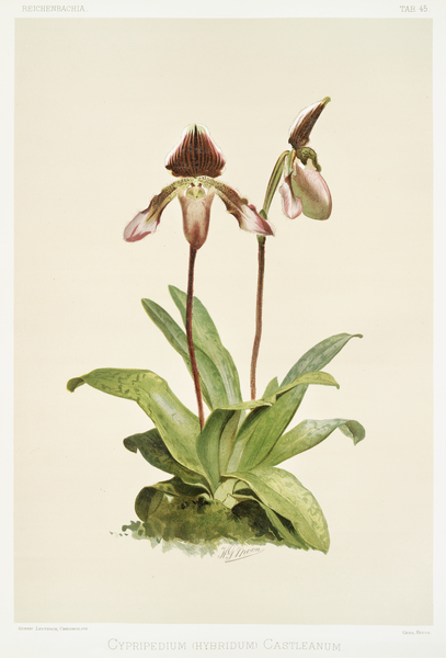 Cypripedium hybridum castleanum from Reichenbachia Orchids 1888-1894 illustrated by Frederick Sander 1847-1920.  by IStockHistory com