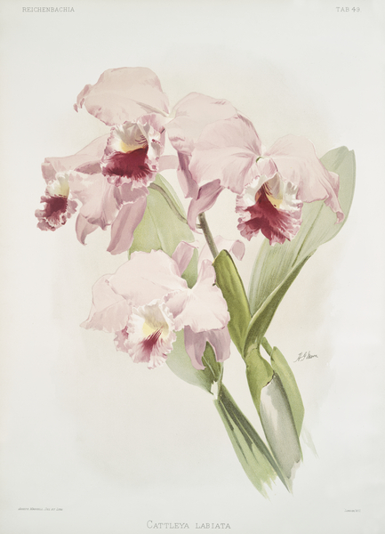 Cattleya labiata from Reichenbachia Orchids 1888-1894 illustrated by Frederick Sander 1847-1920.  by IStockHistory com
