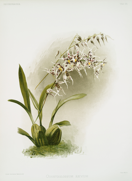 Odontoglossum nævium from Reichenbachia Orchids 1888-1894 illustrated by Frederick Sander 1847-1920.  by IStockHistory com