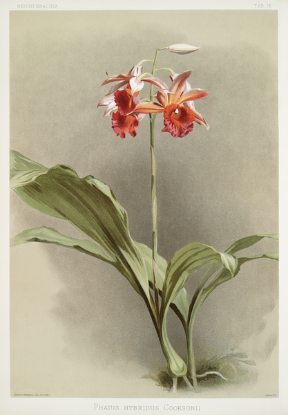 Phaius hybridus cooksonii from Reichenbachia Orchids 1888-1894 illustrated by Frederick Sander 1847-1920.  by IStockHistory com