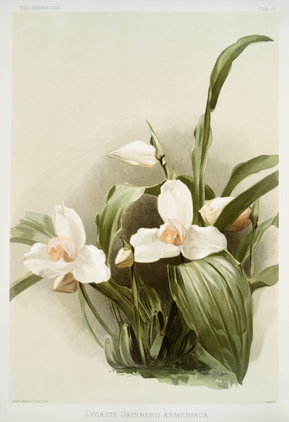 Lycaste skinnerii armeniaca from Reichenbachia Orchids 1888-1894 illustrated by Frederick Sander 1847-1920.  by IStockHistory com