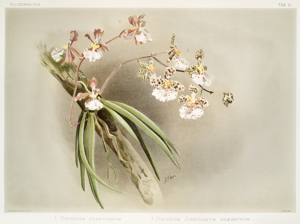 Oncidium jonesianum Oncidium jonesianum haeanthum from Reichenbachia Orchids 1888-1894 illustrated by Frederick Sander 1847-1920.  by IStockHistory com