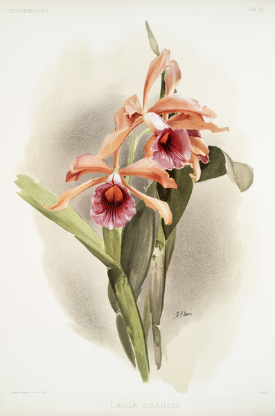Lælia grandis from Reichenbachia Orchids 1888-1894 illustrated by Frederick Sander 1847-1920.  by IStockHistory com