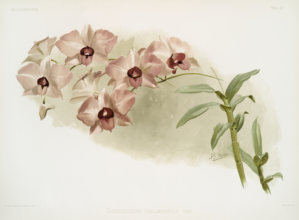 Dendrobium phalænopsis var from Reichenbachia Orchids 1888-1894 illustrated by Frederick Sander 1847-1920.  by IStockHistory com