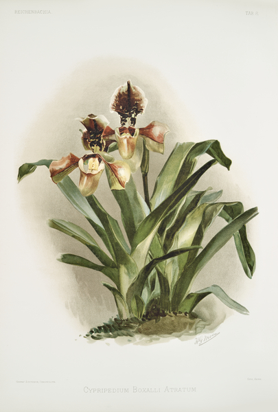 Coelogyne cristata maxima from Reichenbachia Orchids 1888-1894 illustrated by Frederick Sander 1847-1920.  by IStockHistory com