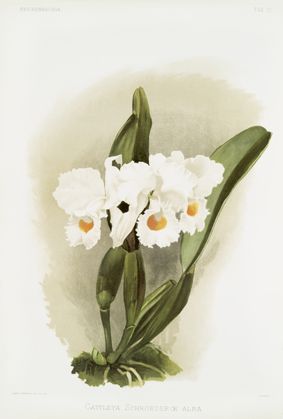 Cattleya schroederoe alba from Reichenbachia Orchids 1888-1894 illustrated by Frederick Sander 1847-1920.  by IStockHistory com