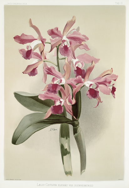 Lælio-cattleya elegans var blenheimensis from Reichenbachia Orchids 1888-1894 illustrated by Frederick Sander 1847-1920.  by IStockHistory com
