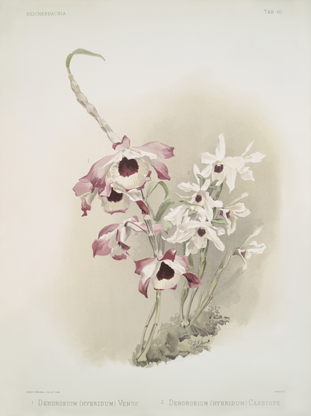 Dendrobium hybridum venus Dendrobium hybridum cassiope from Reichenbachia Orchids 1888-1894 illustrated by Frederick Sander 1847-1920.  by IStockHistory com
