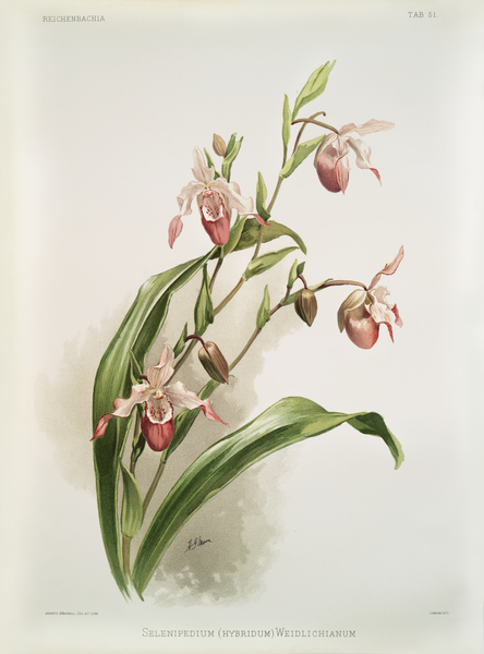 Selenipedium hybridum weidlichianum from Reichenbachia Orchids 1888-1894 illustrated by Frederick Sander 1847-1920.  by IStockHistory com