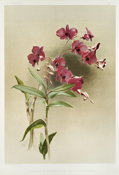 Dendrobium phalænopsis var statterianum from Reichenbachia Orchids 1888-1894 illustrated by Frederick Sander 1847-1920.  by IStockHistory com