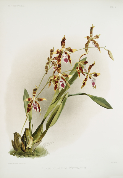 Odontoglossum wattianum from Reichenbachia Orchids 1888-1894 illustrated by Frederick Sander 1847-1920.  by IStockHistory com