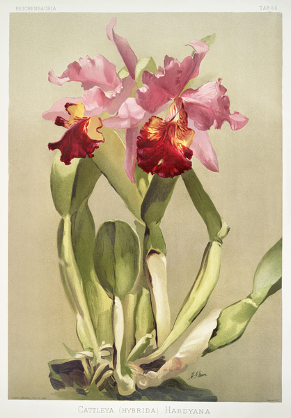 Cattleya hybrida hardyana from Reichenbachia Orchids 1888-1894 illustrated by Frederick Sander 1847-1920.  by IStockHistory com
