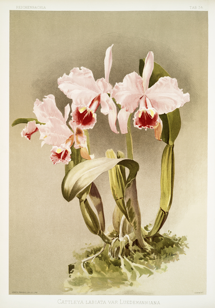 Cattleya labiata var luedemanniana from Reichenbachia Orchids 1888-1894 illustrated by Frederick Sander 1847-1920.  by IStockHistory com