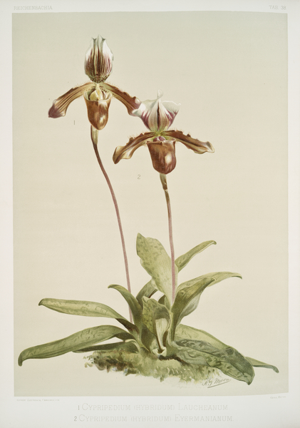 Cypripedium hybridum laucheanum cypripedium hybridum eyermanianum from Reichenbachia Orchids 1888-1894 illustrated by Frederick Sander 1847-1920.  by IStockHistory com