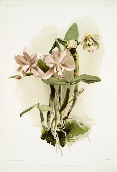 Cattleya brieniana from Reichenbachia Orchids 1888-1894 illustrated by Frederick Sander 1847-1920.  by IStockHistory com