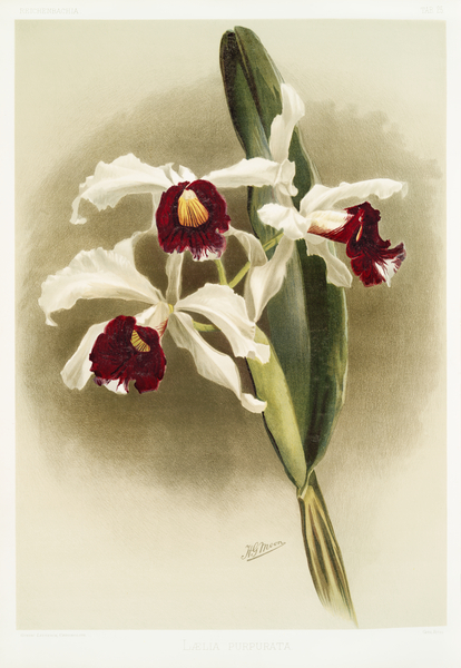 Lælia purpurata from Reichenbachia Orchids 1888-1894 illustrated by Frederick Sander 1847-1920.  by IStockHistory com