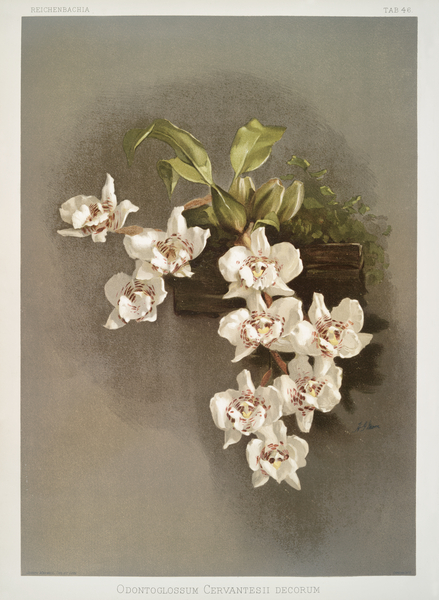 Odontoglossum cervantesii decorum from Reichenbachia Orchids 1888-1894 illustrated by Frederick Sander 1847-1920.  by IStockHistory com