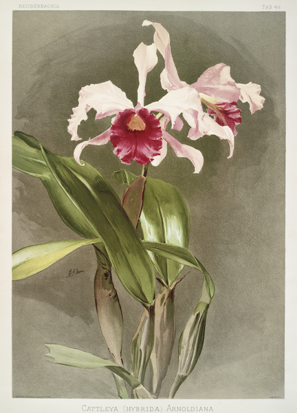 Cattleya hybrida arnoldiana from Reichenbachia Orchids 1888-1894 illustrated by Frederick Sander 1847-1920.  by IStockHistory com