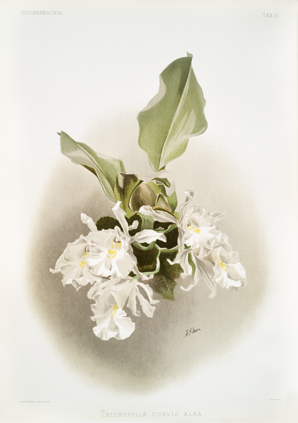 Trischopilia suavis alba from Reichenbachia Orchids 1888-1894 illustrated by Frederick Sander 1847-1920.  by IStockHistory com