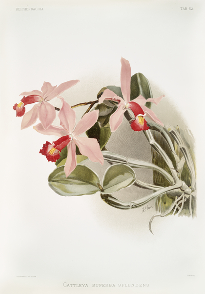 Cattleya superba splendens from Reichenbachia Orchids 1888-1894 illustrated by Frederick Sander 1847-1920.  by IStockHistory com