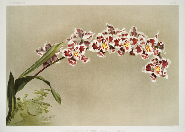 Odontoglossum crispum mundyanum from Reichenbachia Orchids 1888-1894 illustrated by Frederick Sander 1847-1920.  by IStockHistory com