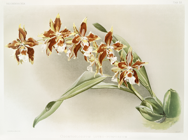Odontoglossum luteo-purpureum from Reichenbachia Orchids 1888-1894 illustrated by Frederick Sander 1847-1920.  by IStockHistory com