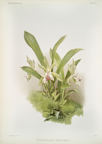 Zygopetalum wendlandi from Reichenbachia Orchids 1888-1894 illustrated by Frederick Sander 1847-1920.  by IStockHistory com