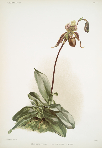 Cypripedium selligerum majus from Reichenbachia Orchids 1888-1894 illustrated by Frederick Sander 1847-1920.  by IStockHistory com